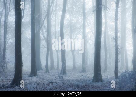 Bois de hêtre dans le brouillard d'hiver (Fagus sylvatica) avec givre, West Woods, Compton Abbas, Dorset, England, UK Banque D'Images