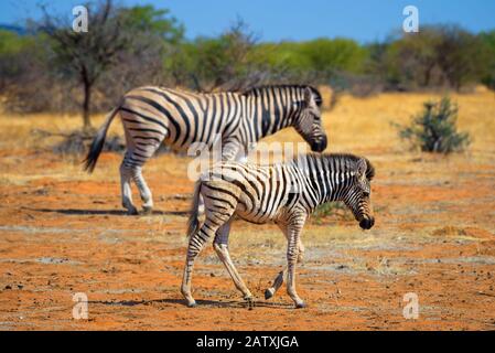Deux zèbres dans le parc national d'Etosha, Namibie Banque D'Images