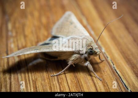 Photo macro d'un papillon de nuit Banque D'Images