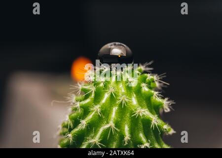 Macro tir d'une goutte d'eau sur un cactus Banque D'Images