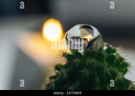 Macro tir d'une goutte d'eau sur un cactus Banque D'Images