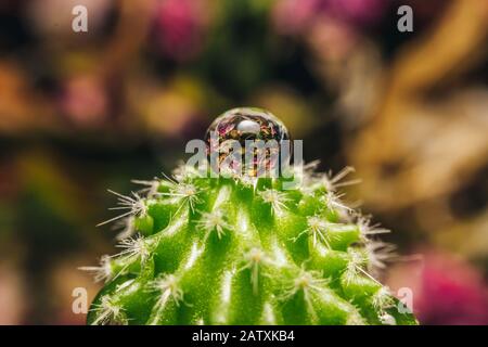 Macro tir d'une goutte d'eau sur un cactus Banque D'Images