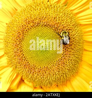 Gros plan d'une abeille pollinisant un fleuron sur le visage d'un brillant tournesol jaune. Banque D'Images