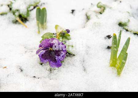 Feuilles de pansy et de jonquille à fleurs d'hiver recouvertes de neige - Ecosse, Royaume-Uni Banque D'Images