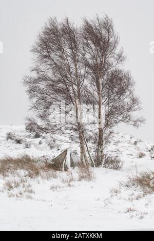 Rannoch Moor en hiver - un seul bouleau argenté couvert de neige - Loch Ba Viewpoint au large de A82, Écosse, Royaume-Uni Banque D'Images