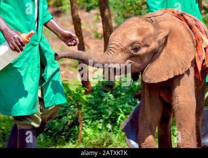 L'éléphant orphelin de bébé étire son petit tronc dehors désireux de son alimentation de lait. (Loxodonta africana) Banque D'Images