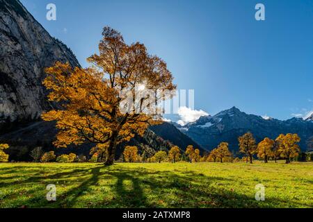 Erable autuminal (Acer) en contre-jour avec des montagnes en arrière-plan, Ahornboden, Hinterriss, Autriche Banque D'Images