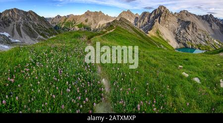 Sentier de montagne avec prairie de fleurs dans le paysage de montagne, Gramais, Lechtal, Ausserfern, Tyrol, Autriche Banque D'Images