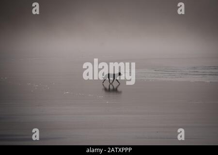 Chien sur le brouillard de plage Banque D'Images