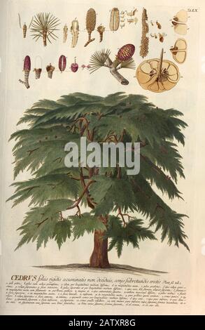 Gravure colorée d'un arbre de cèdre de hortus nitidissimus par Christoph Jakob Trew (Nuremberg 1750-1792) Banque D'Images