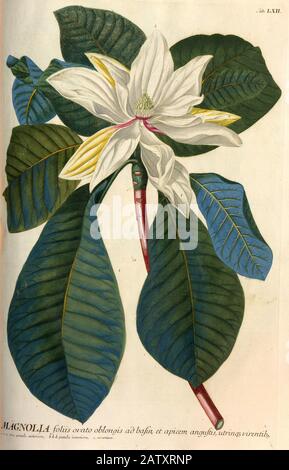 Gravure colorée de Copperplate d'un arbre Magnolia Fleuri de hortus nitidissimus par Christoph Jakob Trew (Nuremberg 1750-1792) Banque D'Images