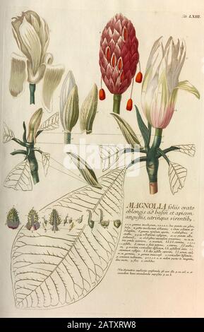 Gravure colorée de Copperplate d'un arbre Magnolia Fleuri de hortus nitidissimus par Christoph Jakob Trew (Nuremberg 1750-1792) Banque D'Images