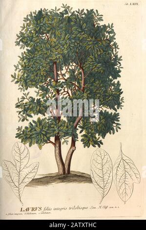 Gravure colorée de Copperplate d'un arbre Laurus (laurier de baie) de hortus nitidissimus par Christoph Jakob Trew (Nuremberg 1750-1792) Banque D'Images