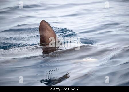 Requin-batteur commun, Alopias vulpinus, baie de Santa Monica, comté de Los Angeles, Californie, États-Unis, Océan Pacifique Banque D'Images