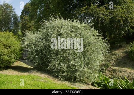 Foliage d'été d'un arbre de poire À Feuilles De saule Pendule ou de saule (Pyrus salicifolia 'Pendula') dans un jardin de campagne dans le Devon rural, Angleterre, Royaume-Uni Banque D'Images