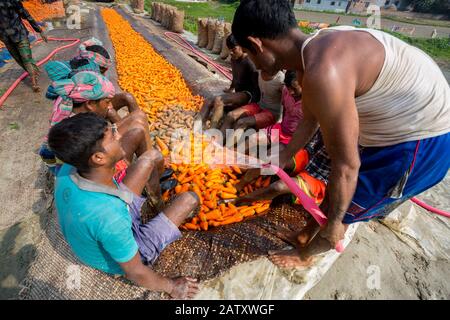 Bangladesh – 24 janvier 2020 : les travailleurs utilisant l'eau et leurs pieds pour frotter le sol des carottes après la récolte, c'est un processus traditionnel de lavage Banque D'Images