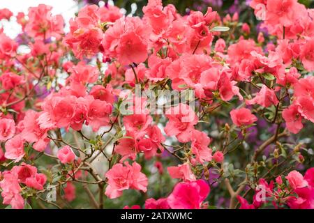 azalea rouge, concept de jardinage, brousse d'azalea fleuri, fond pour une carte. Fleurs de printemps. Banque D'Images