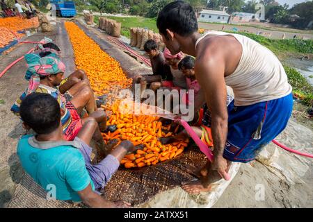 Bangladesh – 24 janvier 2020 : les travailleurs utilisant l'eau et leurs pieds pour frotter le sol des carottes après la récolte, c'est un processus traditionnel de lavage Banque D'Images