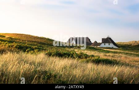 Maisons spécifiques à la frison avec toit en roseau et collines avec de l'herbe de marram et de la mousse, sur l'île de Sylt, en Allemagne, un jour d'été. Paysage rural du nord de l'allemagne. Banque D'Images
