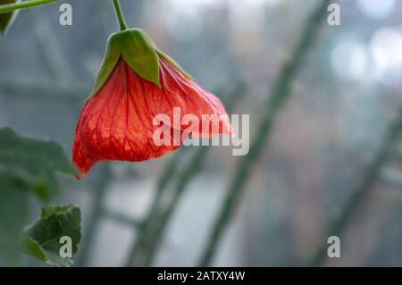 Une seule lanterne chinoise colorée corail 'Abutilon x hybridum' en forme de cloche en macro. Fond bokeh gris clair Banque D'Images