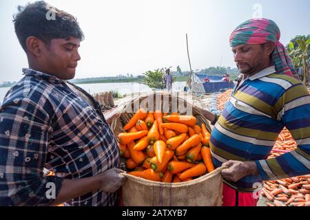 Bangladesh – 24 janvier 2020 : les agriculteurs mettent beaucoup de carottes propres dans des paniers en bambou à Savar, Dhaka, Bangladesh. Banque D'Images