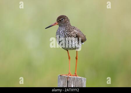 redshank commun (Tringa totanus) perché sur un poteau de clôture en bois le long de la prairie au printemps Banque D'Images