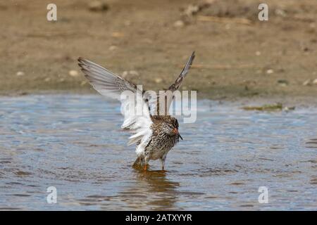 redshank commun (Tringa totanus) en eau peu profonde avec des plumes humides qui faillient ses ailes Banque D'Images