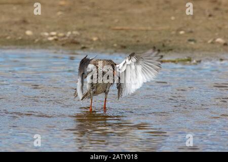 redshank commun (Tringa totanus) en eau peu profonde avec des plumes humides qui faillient ses ailes Banque D'Images