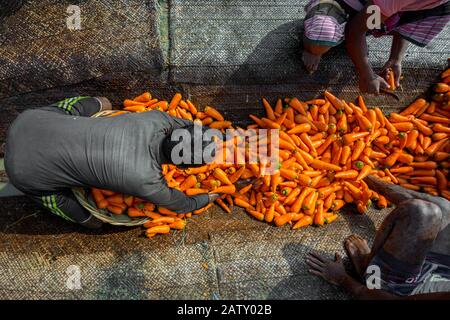 Bangladesh – 24 janvier 2020 : les agriculteurs mettent beaucoup de carottes propres dans des paniers en bambou à Savar, Dhaka, Bangladesh. Banque D'Images