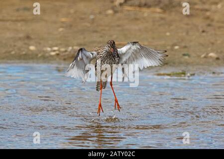 redshank commun (Tringa totanus) en eau peu profonde avec des plumes humides qui faillient ses ailes Banque D'Images