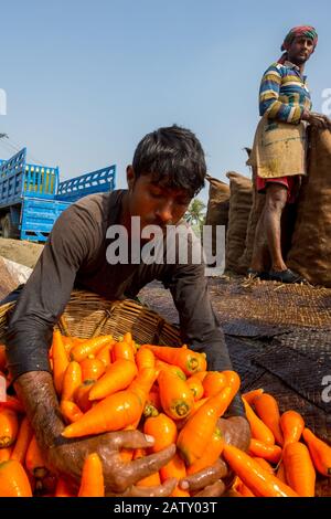 Bangladesh – 24 janvier 2020 : les agriculteurs mettent beaucoup de carottes propres dans des paniers en bambou à Savar, Dhaka, Bangladesh. Banque D'Images