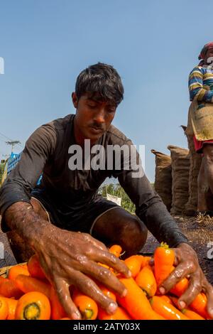 Bangladesh – 24 janvier 2020 : les agriculteurs mettent beaucoup de carottes propres dans des paniers en bambou à Savar, Dhaka, Bangladesh. Banque D'Images