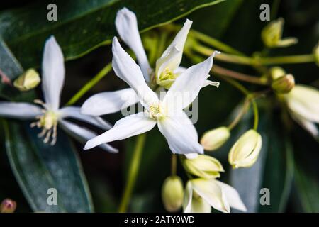 Clematis Armandii grandit dans un jardin de campagne. Banque D'Images