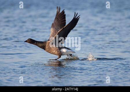 Brent Goose, Branta bernicla, race à ventre sombre, prise adulte unique de l'eau. Prise Novembre. Pennington Marshes, Hampshire, Royaume-Uni. Banque D'Images