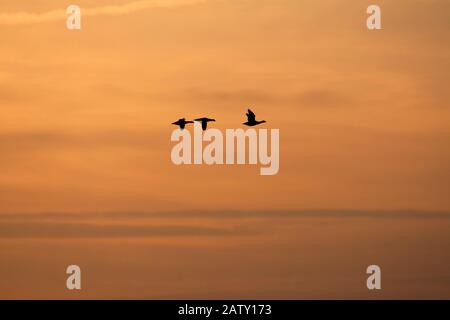 Bernache Brent, Branta bernicla, trois volantes à travers le ciel au coucher du soleil. Prise Novembre. Pennington Marshes, Hampshire, Royaume-Uni. Banque D'Images