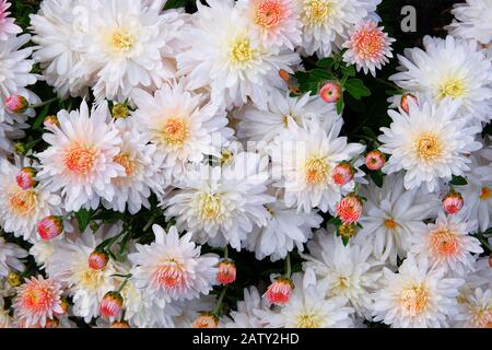 Chrysanthèmes blancs dans la pépinière et la boutique de jardin. Décoration et papier peint Chrysanthemum. Arrière-plan fleuri. Gros plan. Banque D'Images