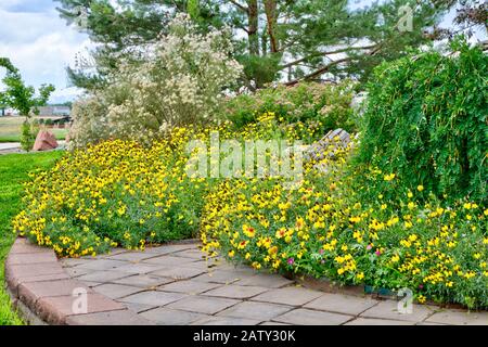 Le jaune des Prairies ou le chapeau mexicain Coneflower s'est étanchéié dans un épais timbre de fleurs de pomme de douche au début de l'été. Banque D'Images