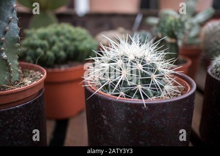 Différents types de cactus à vendre sur une table dans un marché de rue Banque D'Images