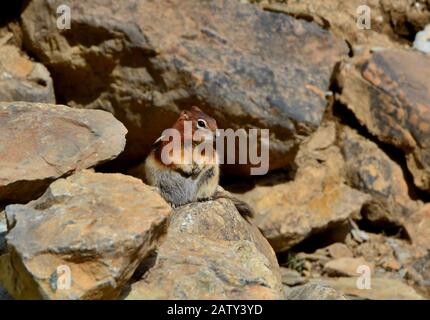 Mignon petit chipmunk assis sur des poireaux de pierre curieusement. Belle journée ensoleillée, montagnes rocheuses. Banque D'Images