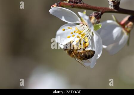 Abeille collectant du pollen d'une fleur d'amande blanche avec des étamines jaunes Banque D'Images