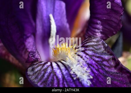 Détails de l'iris mauve avec des étamines jaunes et blanches entre les lumières et les ombres avec le pollen brillant comme s'il était glitter Banque D'Images