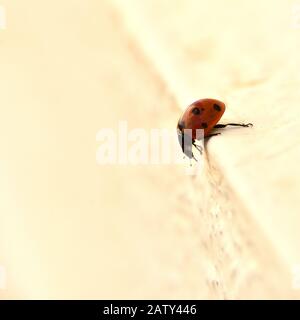 Coccinelle marchant le long du bord d'une étape qui ressemble à une falaise blanche Banque D'Images