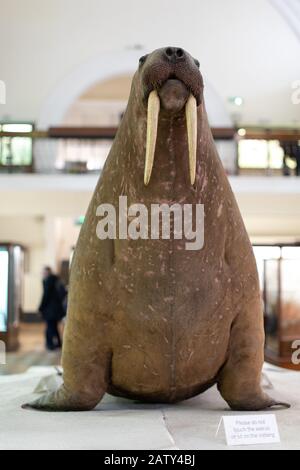 Galerie D'Histoire Naturelle, The Horniman Museum, Londres Banque D'Images