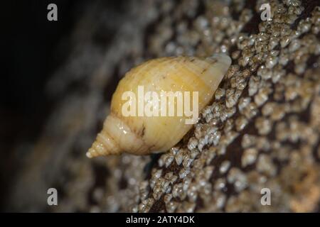 Le périwinkle (Littorina saxatillis) attend sur un rocher couvert de barnacle pour la marée à Retour sur la côte du Yorkshire Banque D'Images