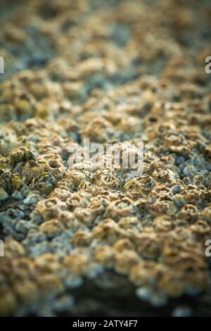 Vue rapprochée sur une gamme de barnacles qui poussent dans les piscines rocheuses de la Yorkshire Coast Banque D'Images
