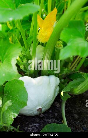 Usine de squash de Pattyran. Fleur de squash de Pattyran. Moelle végétale verte qui pousse sur la brousse moelle végétale verte qui pousse sur la brousse Banque D'Images