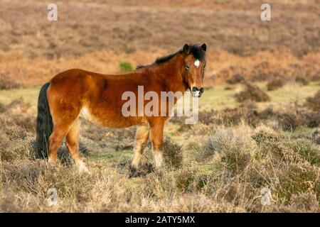 Poney brun doré de la Nouvelle forêt debout en hiver soleil, Hampshire, Royaume-Uni Banque D'Images