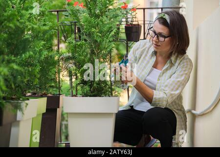 Femme avec sécateurs s'occuper d'un jeune buisson vert de l'usine de thuja en pot sur la maison balcon extérieur. Loisirs et loisirs, jardinage Banque D'Images