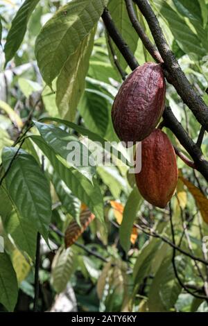 Fruits de cacao mûrs dans l'arbre dans la jungle agricole avant la récolte prête pour la collecte Banque D'Images