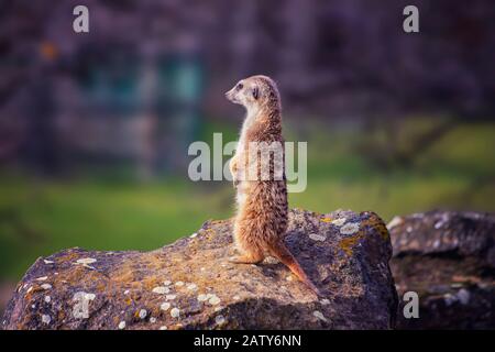 Portrait de Meerkat Suricata suricatta, animal indigène africain, petit carnivore appartenant à la famille de la monoie. C'est la photo de la faune, le fond Banque D'Images